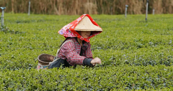 女性はティーガーデンで茶の休暇を選ぶ — ストック写真