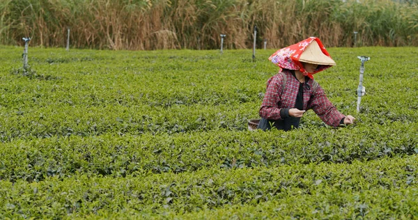 Mujer Trabajando Granja —  Fotos de Stock