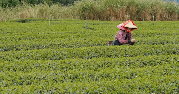 Mujer Trabajando Granja —  Fotos de Stock