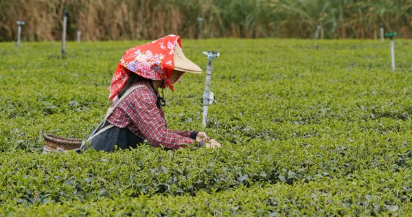 Mulher Trabalha Fazenda Chá — Fotografia de Stock