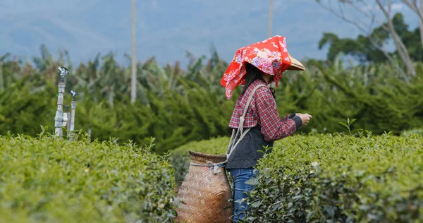 女性ピックアップ緑茶葉ファーム内 — ストック写真