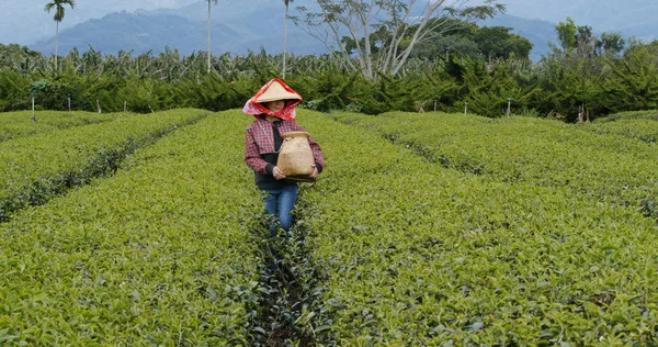 Mujer Recoger Licencia Granja —  Fotos de Stock