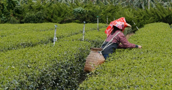 Mujer Trabajando Granja —  Fotos de Stock