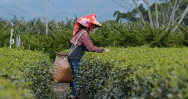Kadın çay bahçesinde çay bırakın seçin