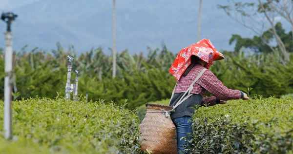 茶農家で女性の仕事 — ストック写真