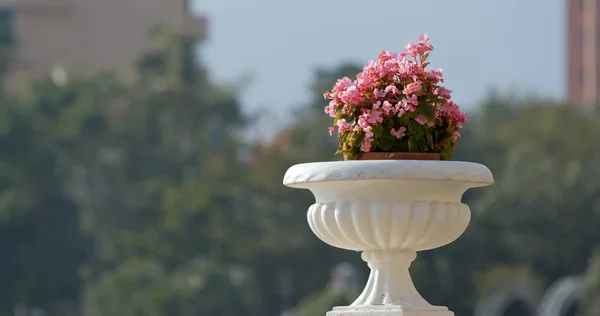Flower Pot Outdoor Dayrime — Stock Photo, Image