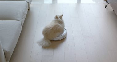 Pomeranian Köpeği robotik elektrikli süpürgenin üzerine oturur ve odanın diğer ucuna kayar.