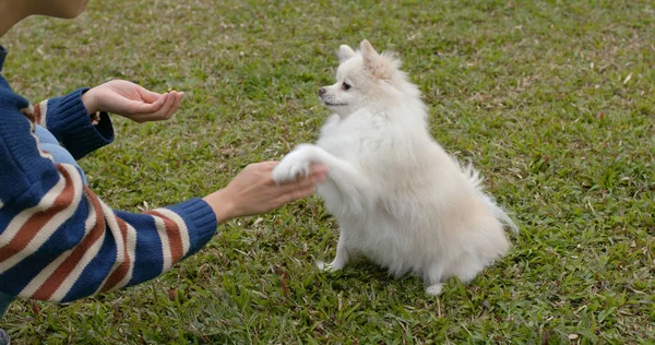 Kvinna Leker Med Sin Pommerska Hund Parken — Stockfoto