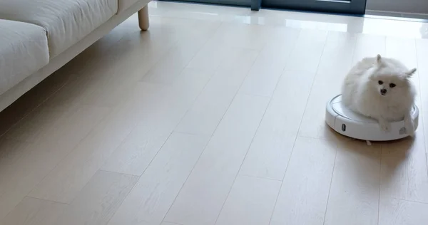 Cão Pomerânia Sentar Slides Aspirador Robótico Através Sala — Fotografia de Stock