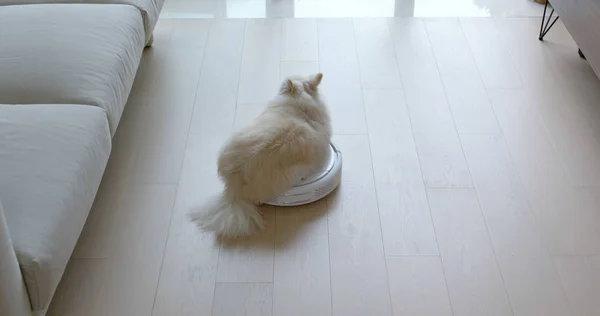 Pomeranian Dog Sit Robotic Vacuum Cleaner Slides Room — Stock Photo, Image