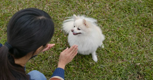 Wanita Bermain Dengan Anjing Pomeranian Nya Taman — Stok Foto