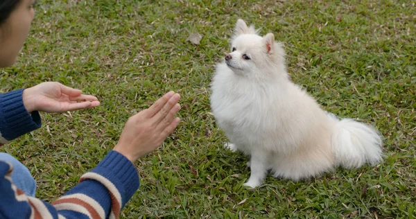 Parkta Eğitim Pomeranian Köpek — Stok fotoğraf