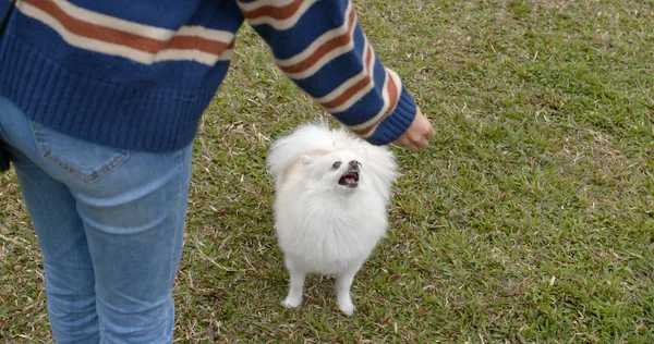 Melatih Anjing Pomeranian Taman — Stok Foto