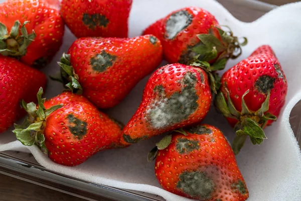 Gray Mold Red Ripe Strawberries — Stock Photo, Image