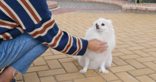 Wanita Menyentuh Anjing Pomeranian Luar Ruangan — Stok Foto