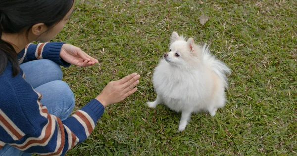 Wanita Berlatih Pada Anjing Pomeranian Nya — Stok Foto