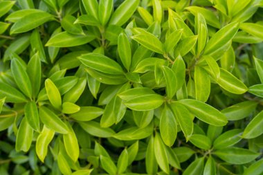 Yeşil bitkinin üst görünümü