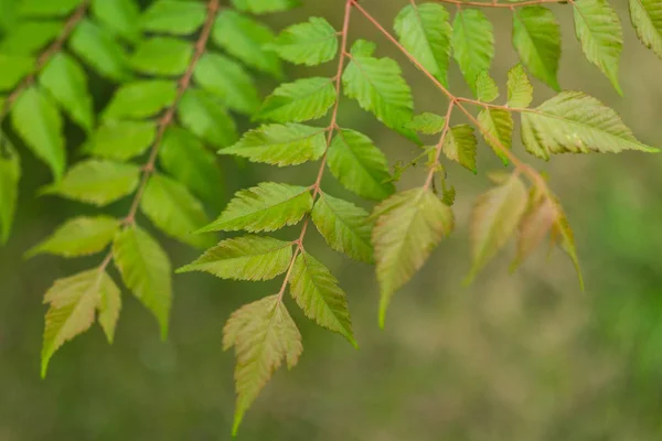 Arbre Végétal Vert Gros Plan — Photo