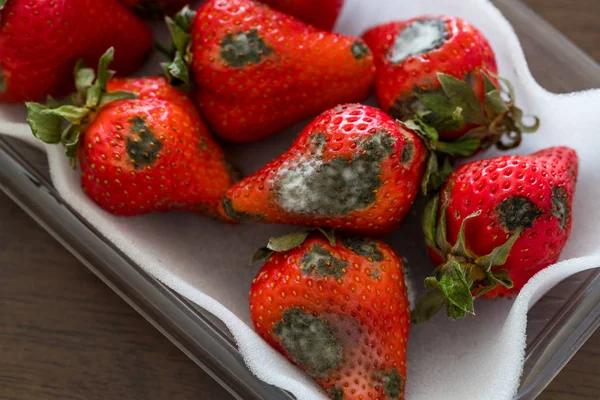 접시에 곰팡이가있는 딸기닫기 — 스톡 사진