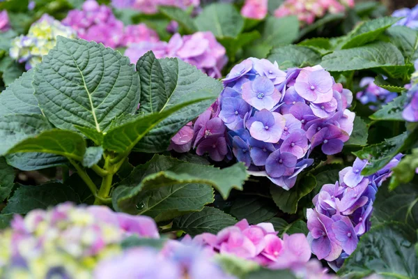 Flores Hortensia Púrpura Cerca — Foto de Stock