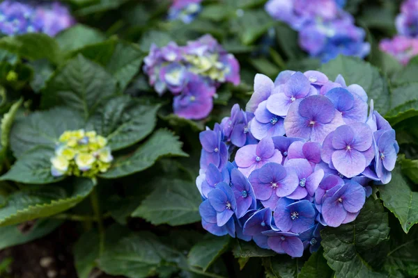 Фіолетові Квіти Гортензії Крупним Планом — стокове фото