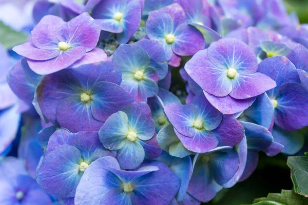 Purple Hydrangea Flowers Close — Stock Photo, Image