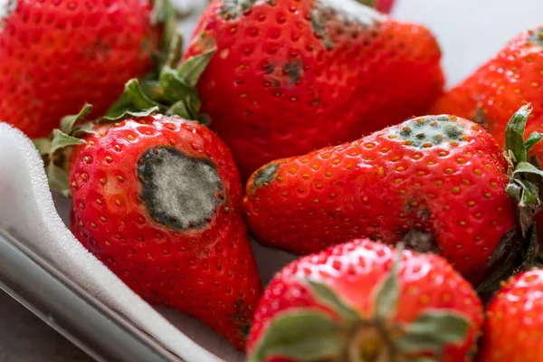 红色成熟新鲜草莓上的灰色霉菌 — 图库照片