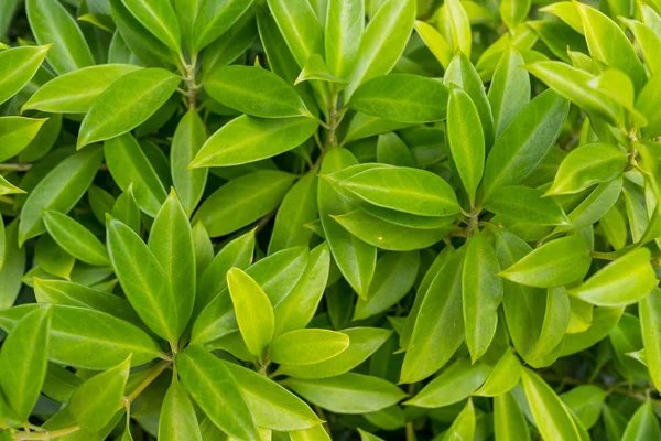 緑の植物の航空写真 — ストック写真