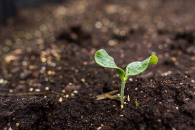 Topraktaki genç bitki. Yaklaş.