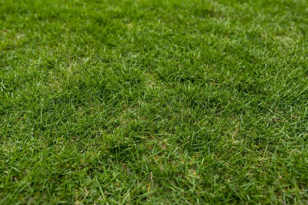 Padang Rumput Hijau Taman — Stok Foto