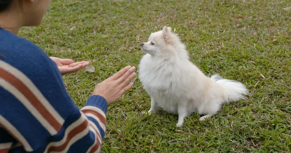 Mulher Jogar Com Seu Cão Parque — Fotografia de Stock