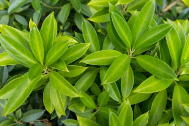 Yeşil saksı bitki yakın