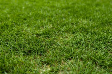 Parkta yeşil çim çayır