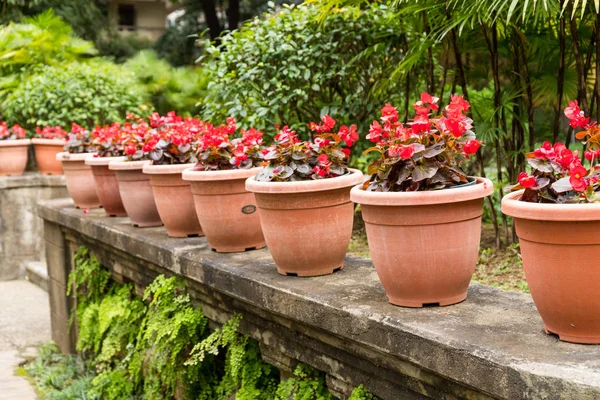Flower Pots Green Garden — Stock Photo, Image