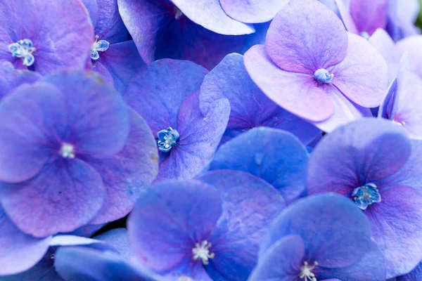Ορτανσία Μωβ Λουλούδια Από Κοντά — Φωτογραφία Αρχείου