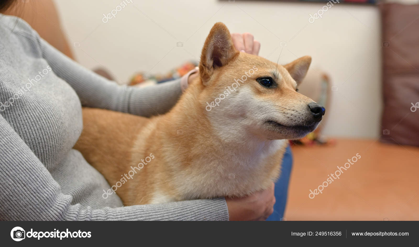 Woman Cuddling Her Shiba Inu Home Stock Photo by ©leungchopan 249516356