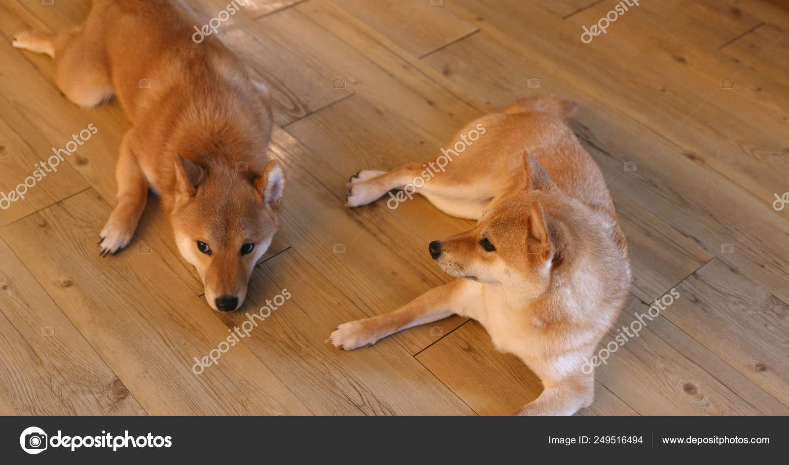 Shiba Inu Dogs Cleaning Ear Home Stock Photo Leungchopan