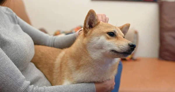 Frau Kuschelt Ihre Shiba Inu Hause — Stockfoto