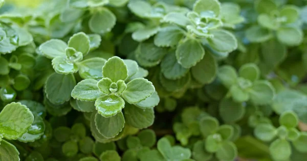 美しい緑の植物をクローズ アップ — ストック写真