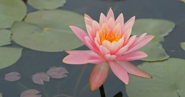 Waterlily flower in the pond — Stock Photo, Image