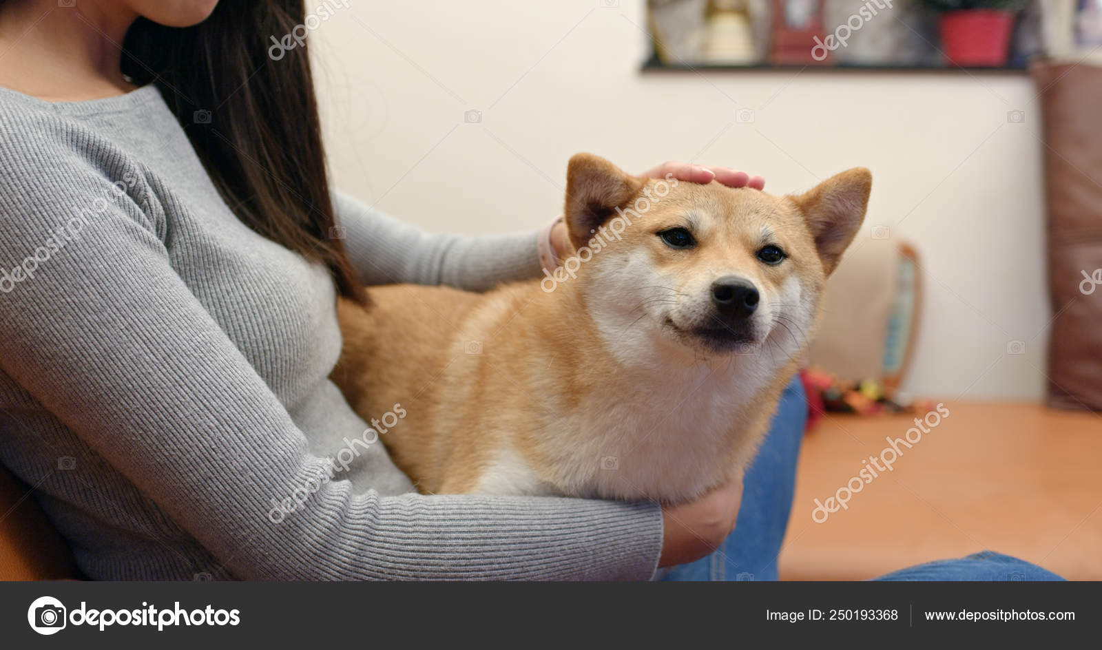 Woman Cuddling Her Shiba Inu Home Stock Photo by ©leungchopan 250193368