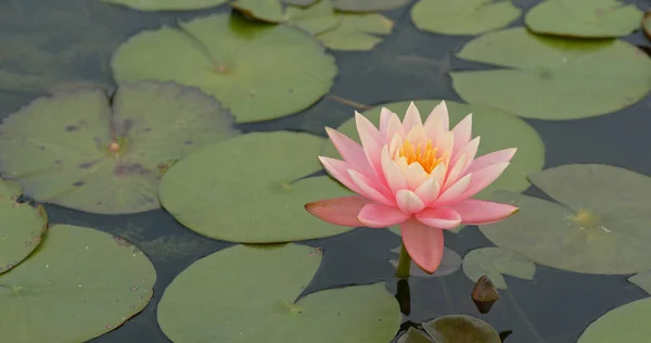 Hermoso estanque de flores de loto —  Fotos de Stock