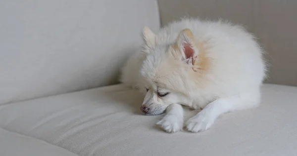 Anjing Pomeranian Tidur Sofa — Stok Foto