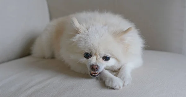 Cão Pomerânia Ficar Com Raiva Sofá — Fotografia de Stock