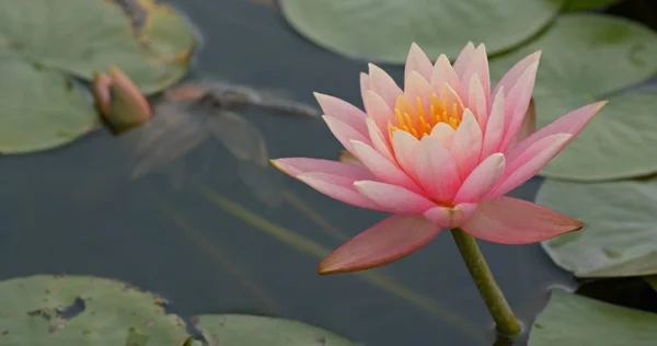 Beautiful Lotus Flowers Pond — Stock Photo, Image