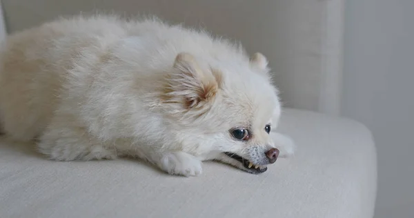 White Pomeranian Tidur Sofa — Stok Foto