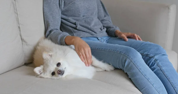 Pomeranian Köpeğine Dokunan Kadın — Stok fotoğraf