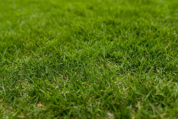 公园地面的绿色草坪 — 图库照片