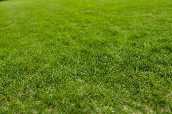 Schöner Grüner Rasen Park — Stockfoto