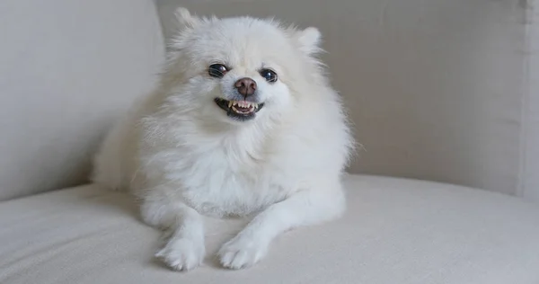 Anjing Pomeranian Marah Sofa — Stok Foto